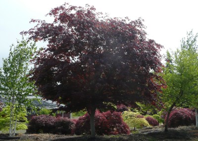 Royal Red Maple