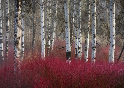 Red Twig Dogwood and Aspen Trees