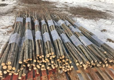 Dormant cottonwood poles for live staking
