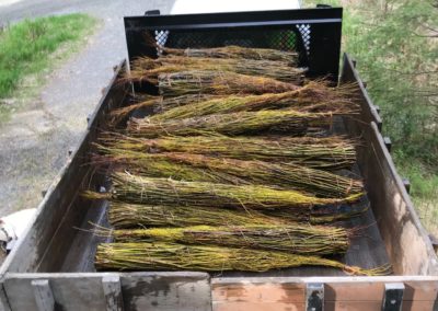 dormant willow bundles for brush layering