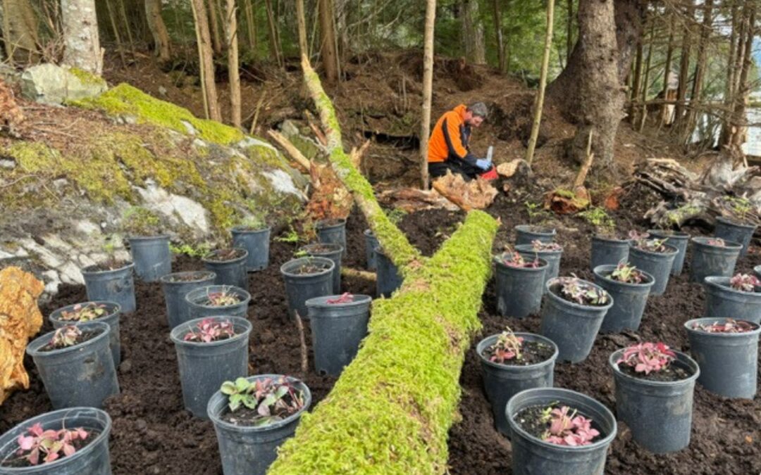 Sitka Seawalk Project- Sitka, Alaska National Park Service