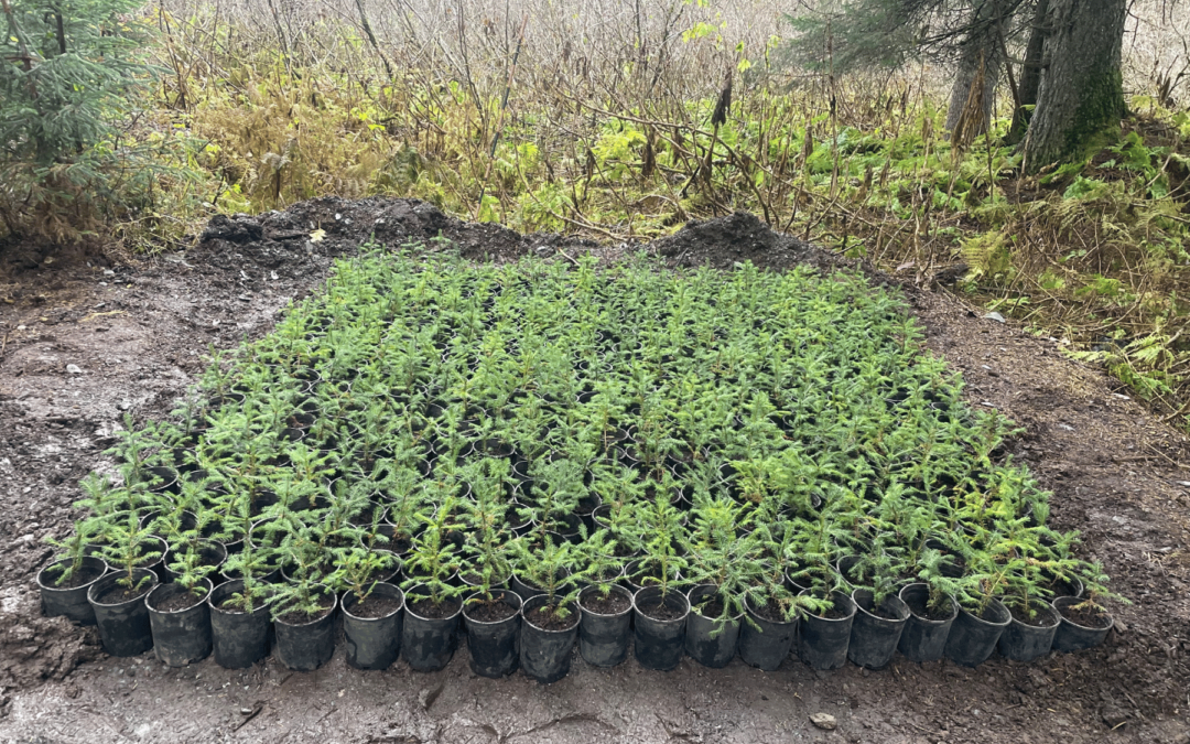 Resurrection Creek Vegetation Restoration Project- Hope, Alaska