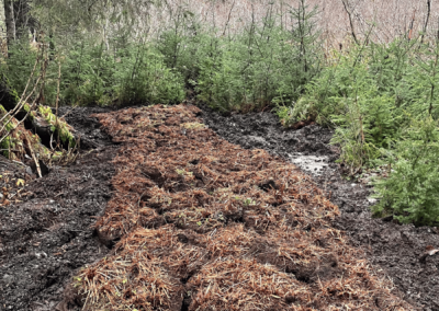 Harvest Native Ferns for Revegetation Project